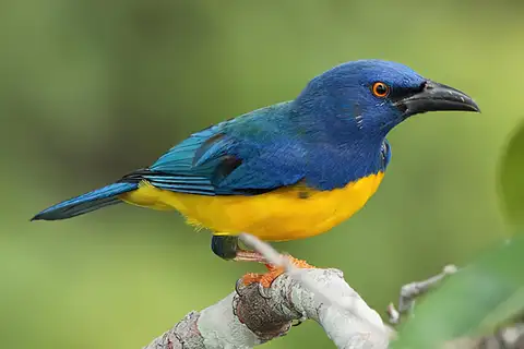 Blue-backed Tanager