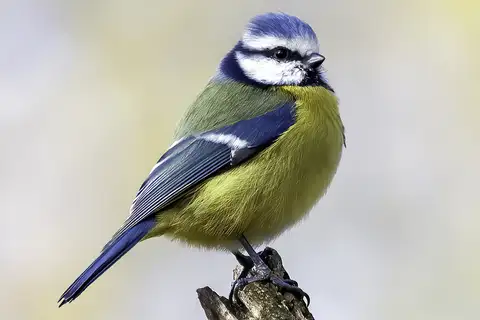 Eurasian Blue Tit