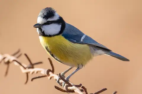African Blue Tit
