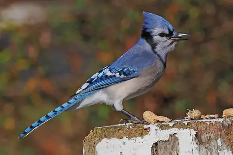 Blue Jay