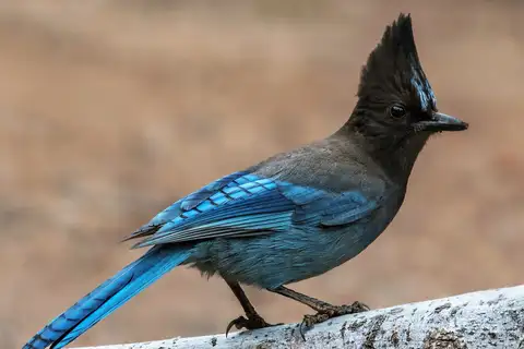 Steller's Jay