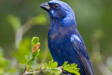 Blue Bunting