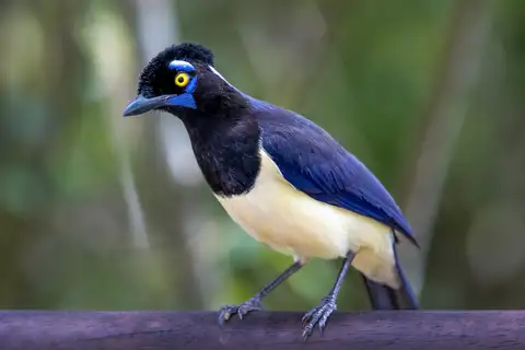 Plush-crested Jay