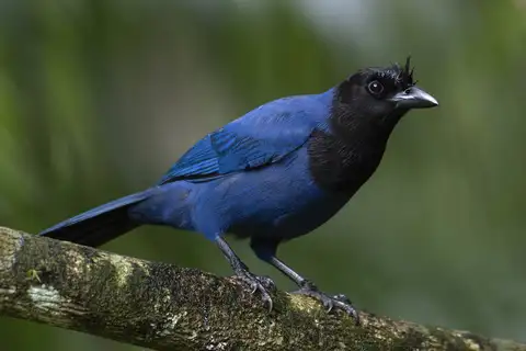Azure Jay