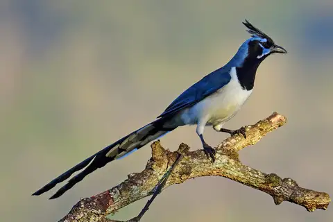 Black-throated Magpie-Jay