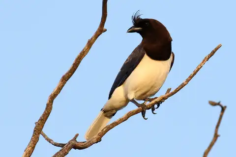 Curl-crested Jay