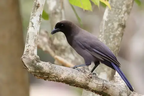 Purplish Jay