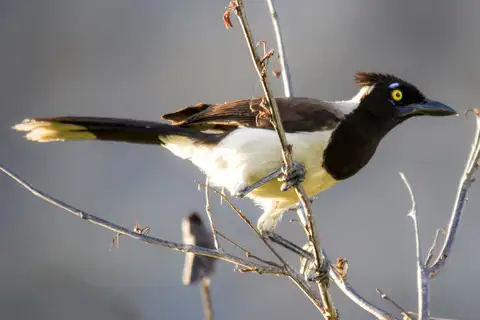 White-naped Jay