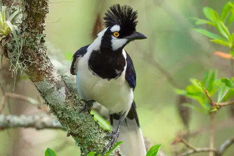 Tufted Jay