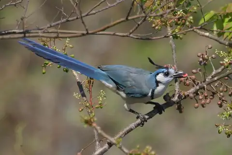 White-throated Magpie-Jay