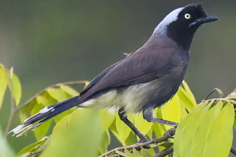 Azure-naped Jay