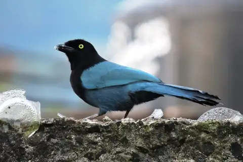 Bushy-crested Jay