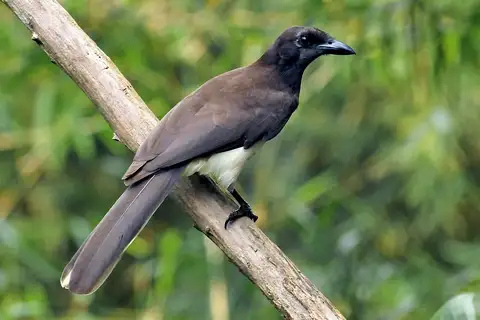 Brown Jay