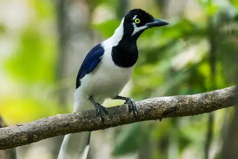 White-tailed Jay
