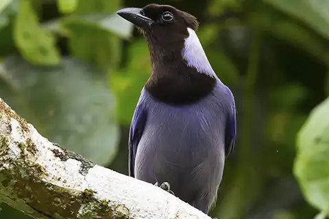 Violaceous Jay