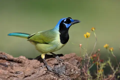 Green Jay