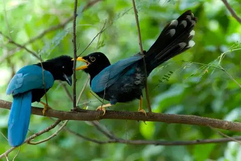 Yucatan Jay