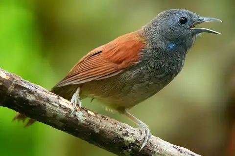Bicolored Babbler