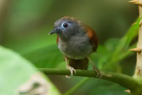 Chestnut-winged Babbler