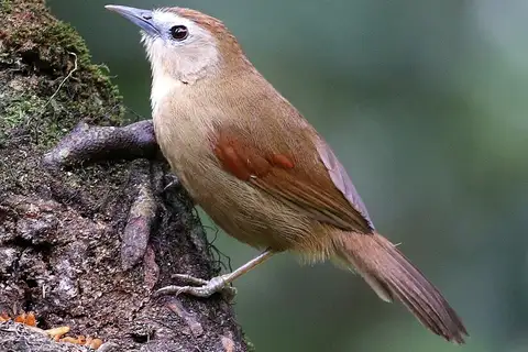 Crescent-chested Babbler