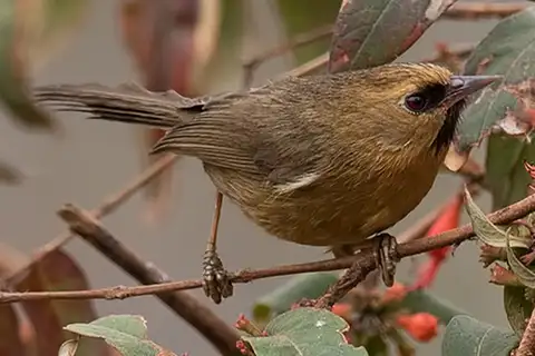 Black-chinned Babbler
