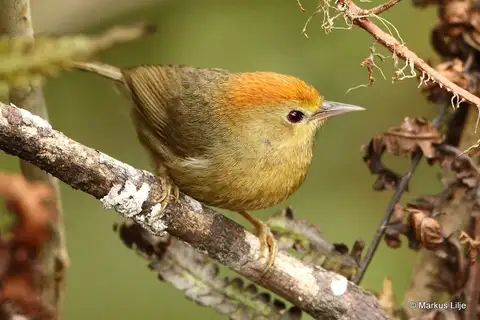 Rufous-capped Babbler