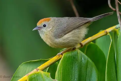 Rufous-fronted Babbler