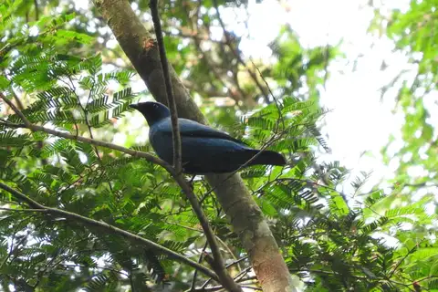 Blue Cuckooshrike