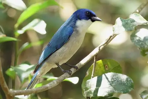 Madagascar Blue Vanga