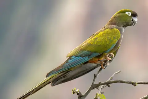 Burrowing Parrot