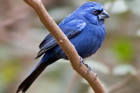 Ultramarine Grosbeak