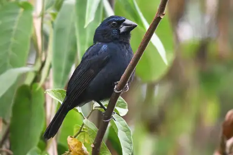 Blue-black Grosbeak