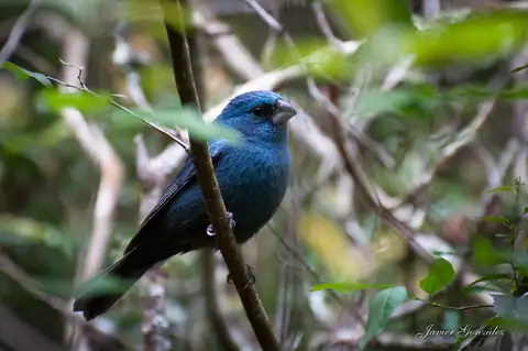 Glaucous-blue Grosbeak