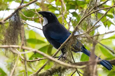 Silvery-throated Jay
