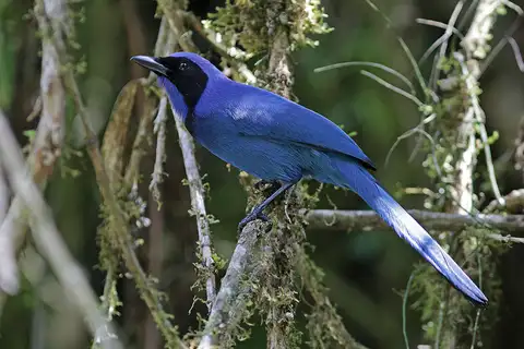 Black-collared Jay