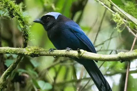 Azure-hooded Jay
