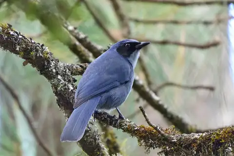Dwarf Jay