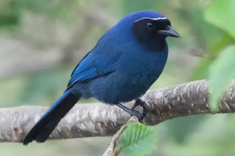 Black-throated Jay