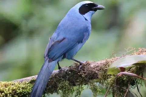 Turquoise Jay