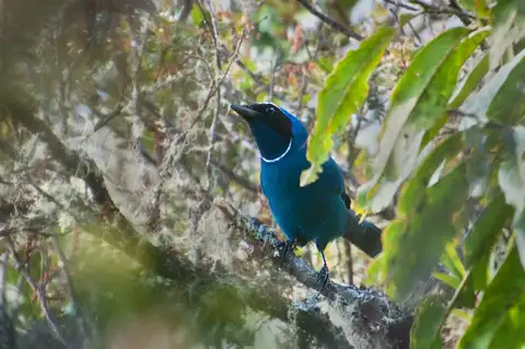 White-collared Jay
