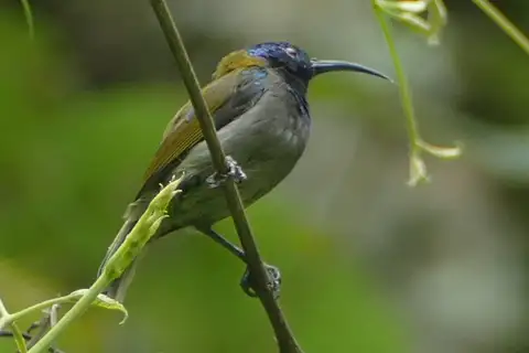 Blue-headed Sunbird