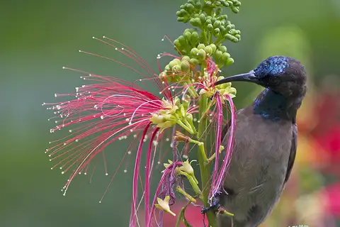 Blue-throated Brown Sunbird