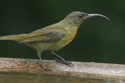 Olive Sunbird