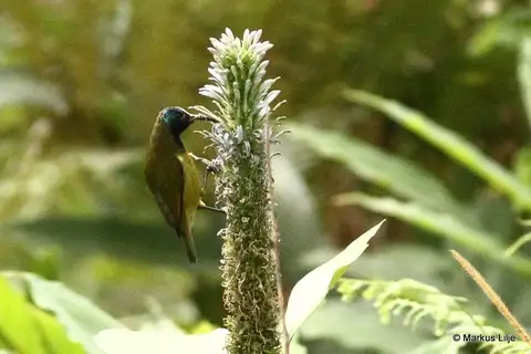Cameroon Sunbird