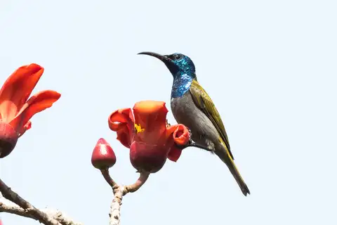 Green-headed Sunbird