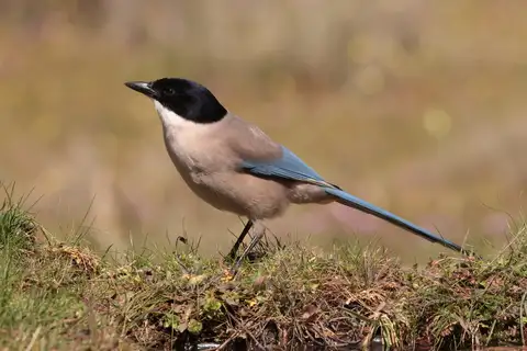 Iberian Magpie