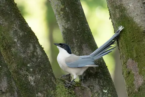Azure-winged Magpie