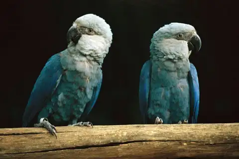 Spix's Macaw