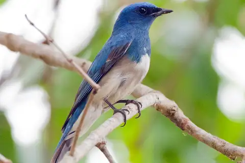 Zappey's Flycatcher
