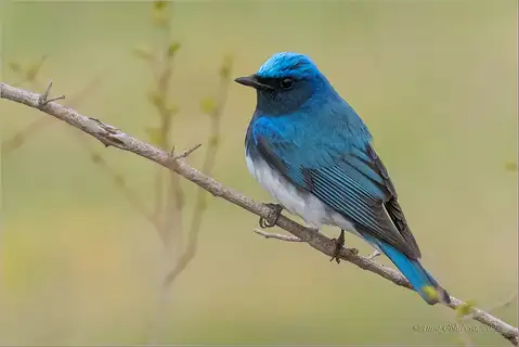 Blue-and-white Flycatcher